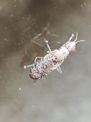 Euthycera cribrata