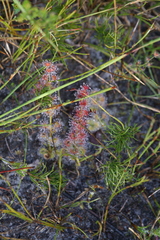 Drosera platypoda