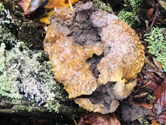 Scleroderma citrinum