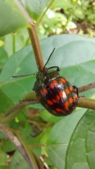 Doryphorina