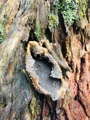 Scleroderma citrinum