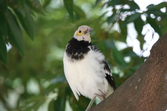 Gracupica nigricollis