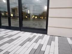 Setophaga caerulescens