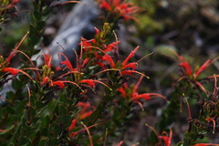 Adenanthos