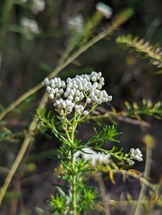 Ozothamnus