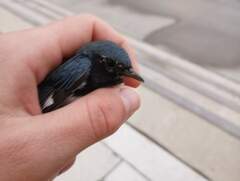 Setophaga caerulescens