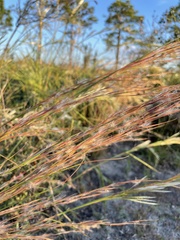 Andropogon virginicus
