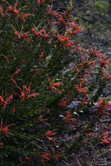 Adenanthos