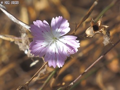 Dianthus strictus