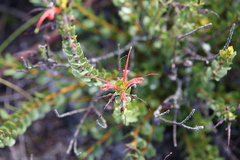 Adenanthos