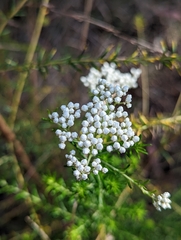 Ozothamnus