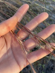 Andropogon virginicus