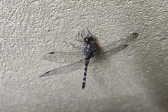 Bradinopyga geminata