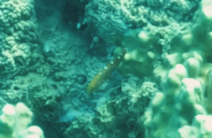 Koumansetta rainfordi