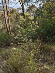 Ozothamnus