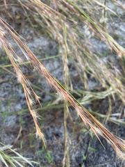 Andropogon virginicus