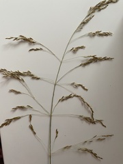Deschampsia cespitosa