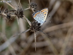 Lycaena thersamon