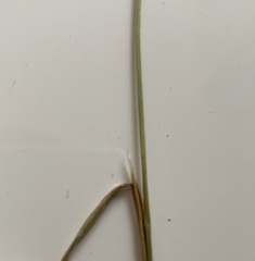 Deschampsia cespitosa