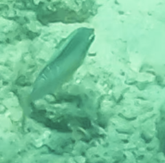 Scolopsis margaritifera