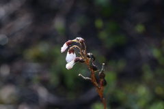 Drosera platypoda
