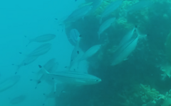 Pterocaesio digramma