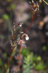 Drosera platypoda