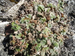 Potentilla villosa