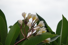 Plumeria obtusa