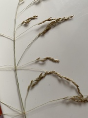 Deschampsia cespitosa