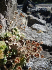 Potentilla villosa