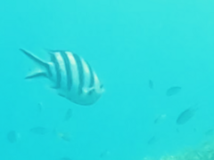 Abudefduf sexfasciatus