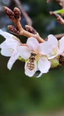 Eupeodes corollae