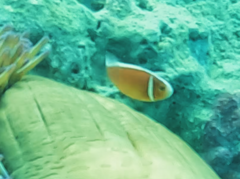 Amphiprion perideraion