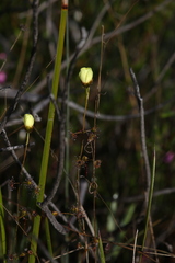 Drosera intricata