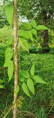Hoya