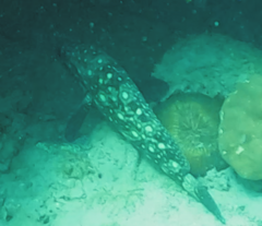 Epinephelus coeruleopunctatus