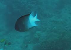 Acanthochromis polyacanthus