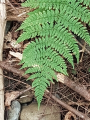 Dryopteris campyloptera