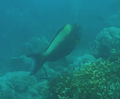 Cetoscarus ocellatus