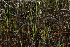 Drosera intricata