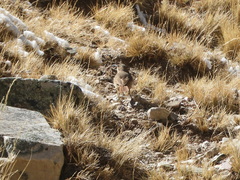 Upucerthia validirostris