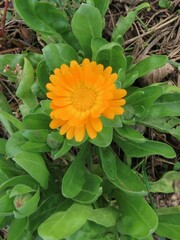 Calendula
