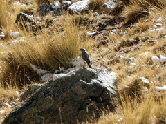 Muscisaxicola cinereus