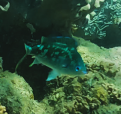 Chromis atripectoralis