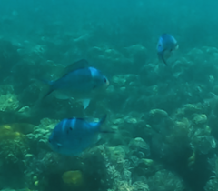 Chromis atripectoralis