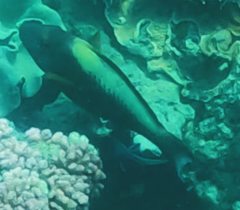 Cetoscarus ocellatus