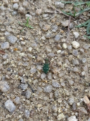 Cicindela
