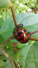 Doryphorina
