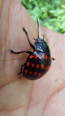 Doryphorina